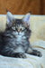 Zevs | Maine Coon Kitten