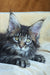 Zevs | Maine Coon Kitten
