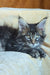 Zevs | Maine Coon Kitten