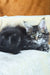Zevs | Maine Coon Kitten