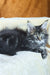 Zevs | Maine Coon Kitten