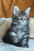 Zevs | Maine Coon Kitten
