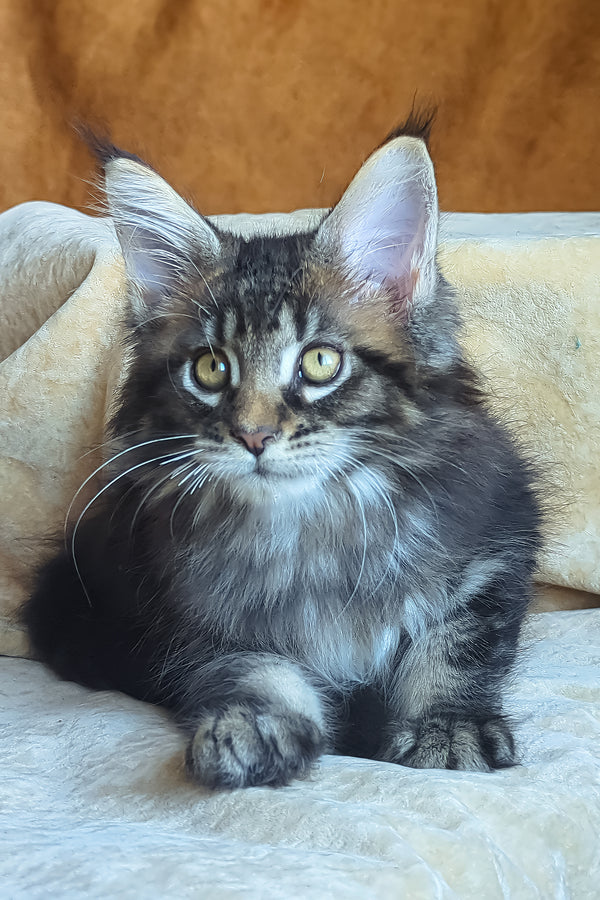 Zevs | Maine Coon Kitten