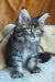 Zevs | Maine Coon Kitten
