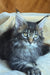 Zevs | Maine Coon Kitten