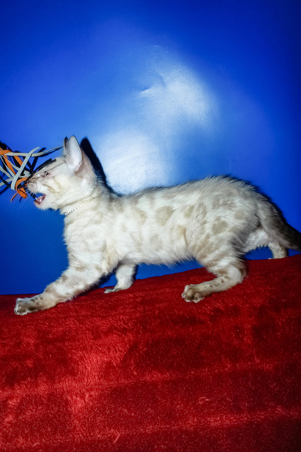 Zhak | Bengal Kitten