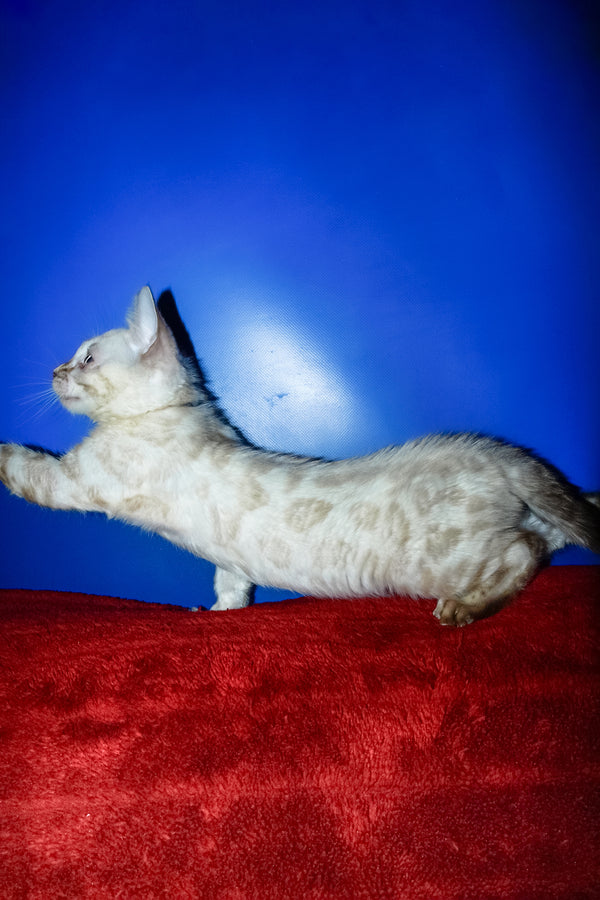 Zhak | Bengal Kitten