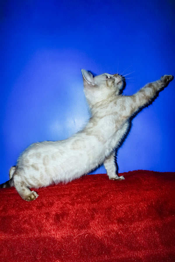 Zhak | Bengal Kitten