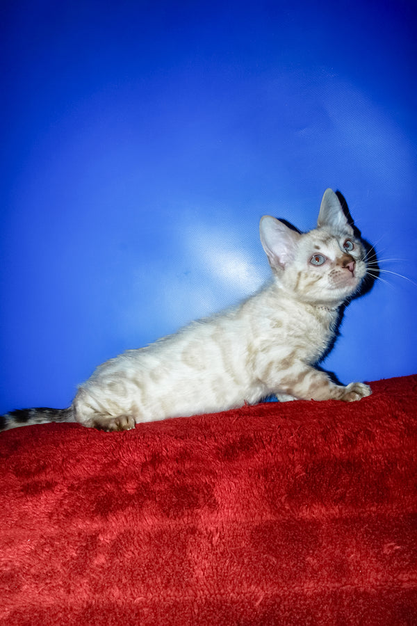 Zhak | Bengal Kitten