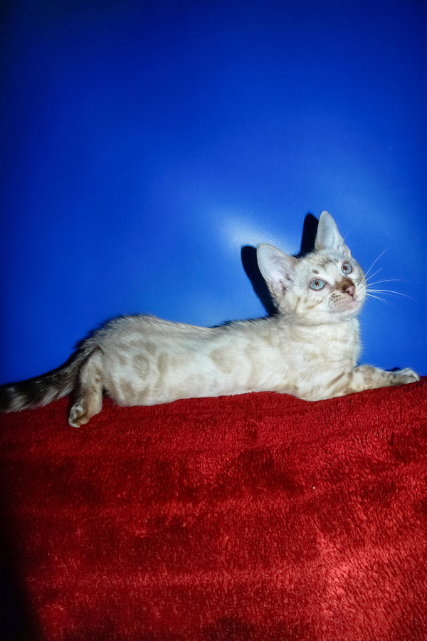 Zhak | Bengal Kitten