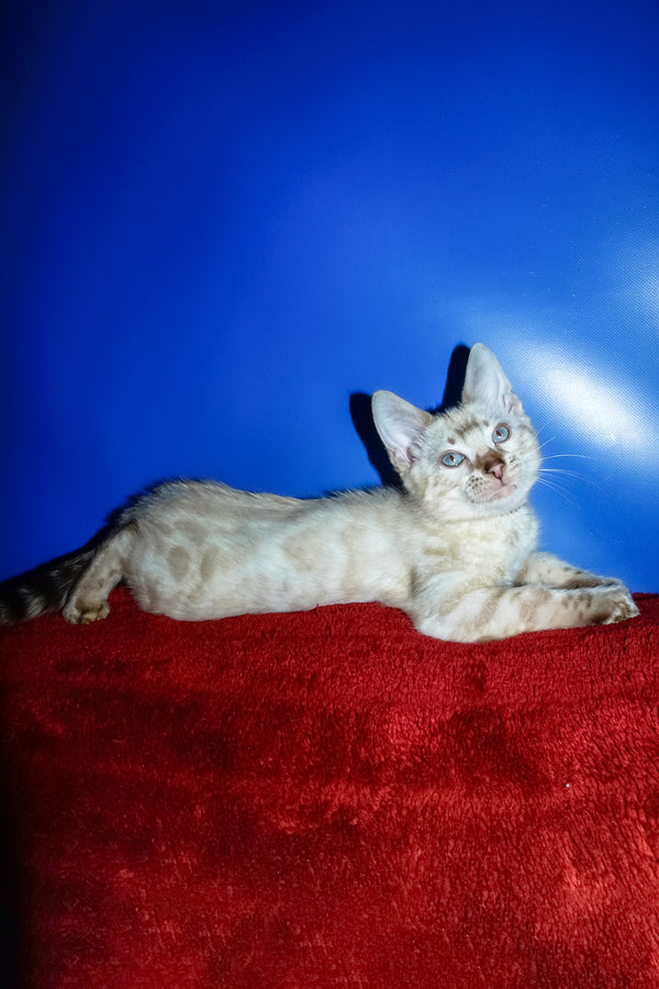 Zhak | Bengal Kitten