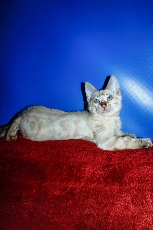 Zhak | Bengal Kitten