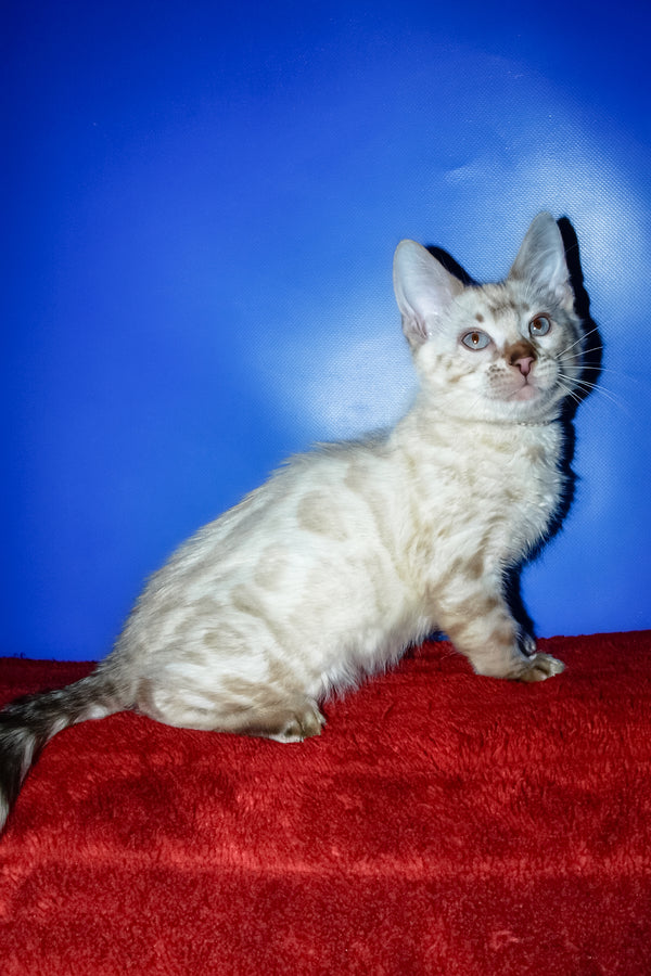 Zhak | Bengal Kitten