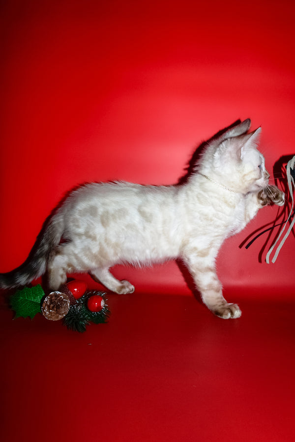 Zhak | Bengal Kitten