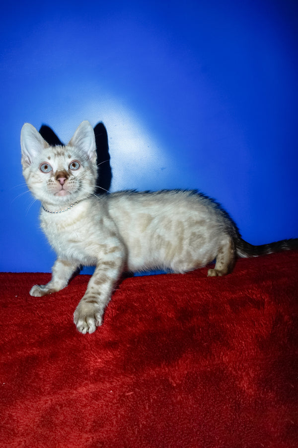 Zhak | Bengal Kitten