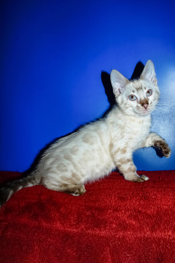 Zhak | Bengal Kitten