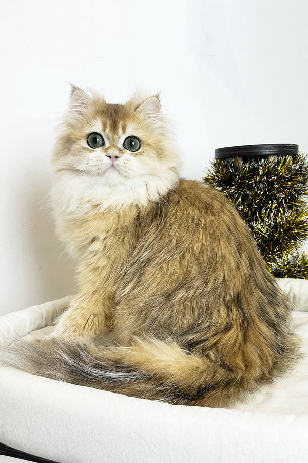 Zhak | British Longhair Kitten