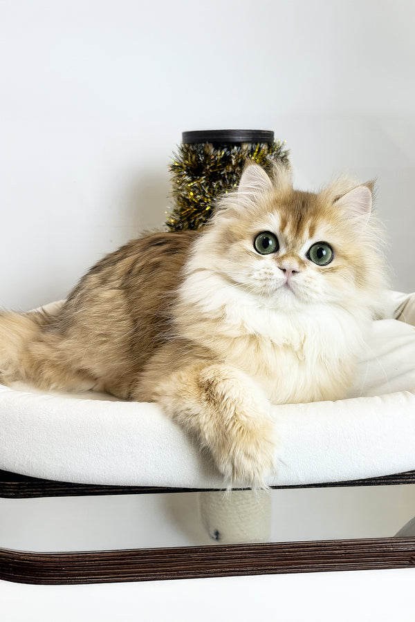 Zhak | British Longhair Kitten