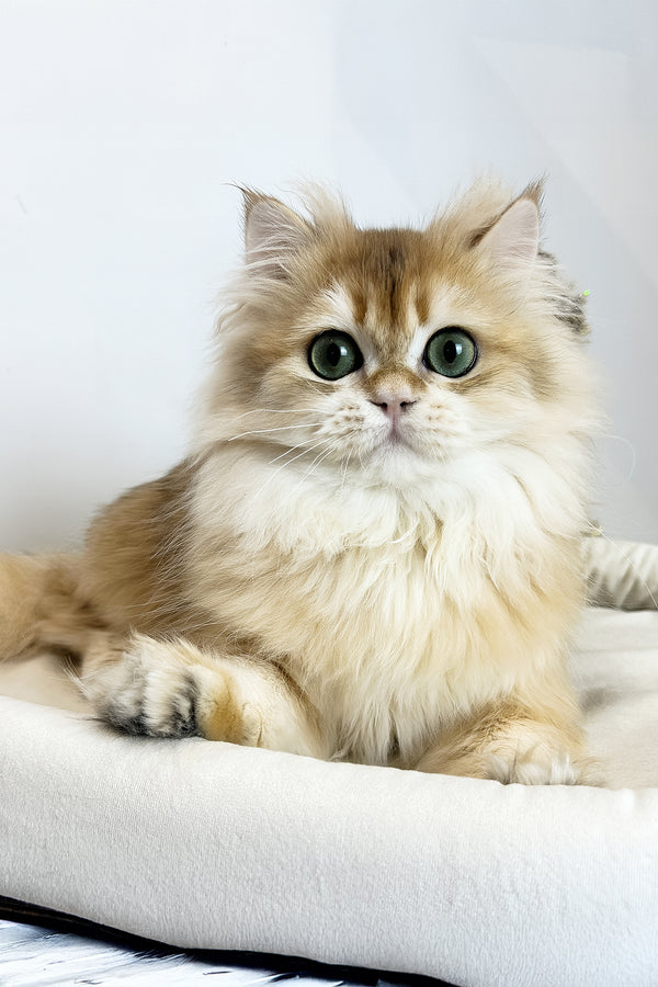 Zhak | British Longhair Kitten