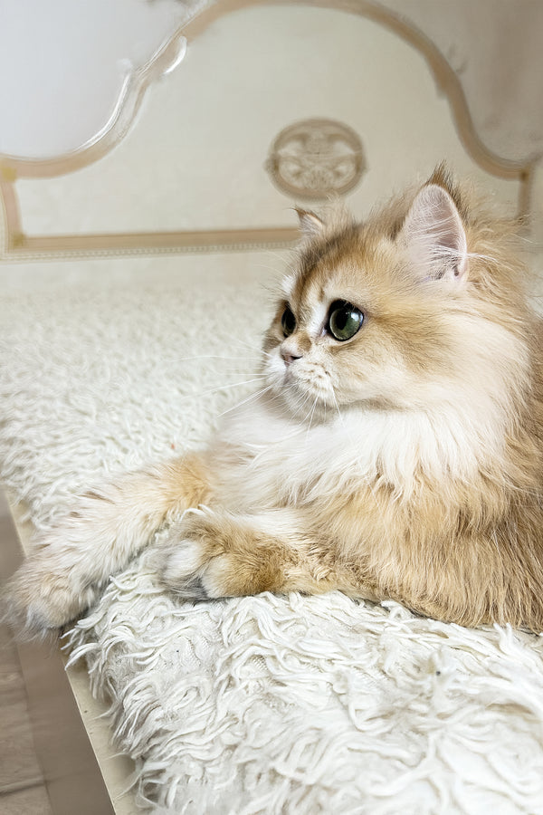 Zhak | British Longhair Kitten