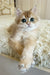 Zhak | British Longhair Kitten