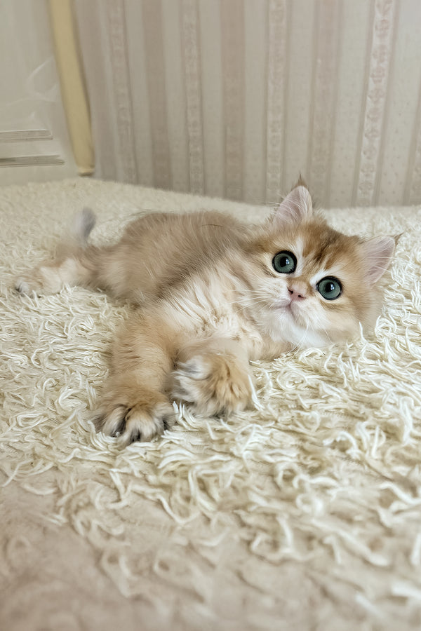 Zhak | British Longhair Kitten
