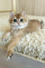 Zhak | British Longhair Kitten