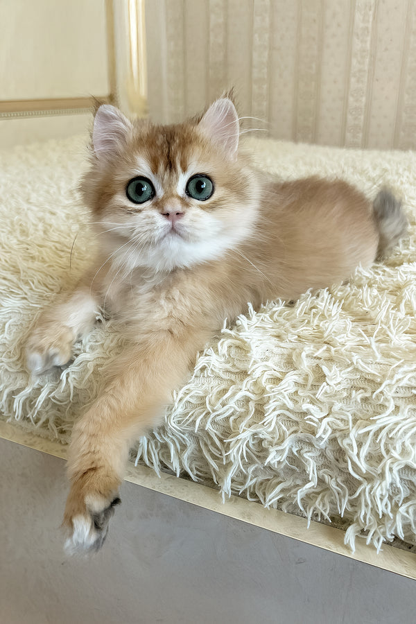 Zhak | British Longhair Kitten