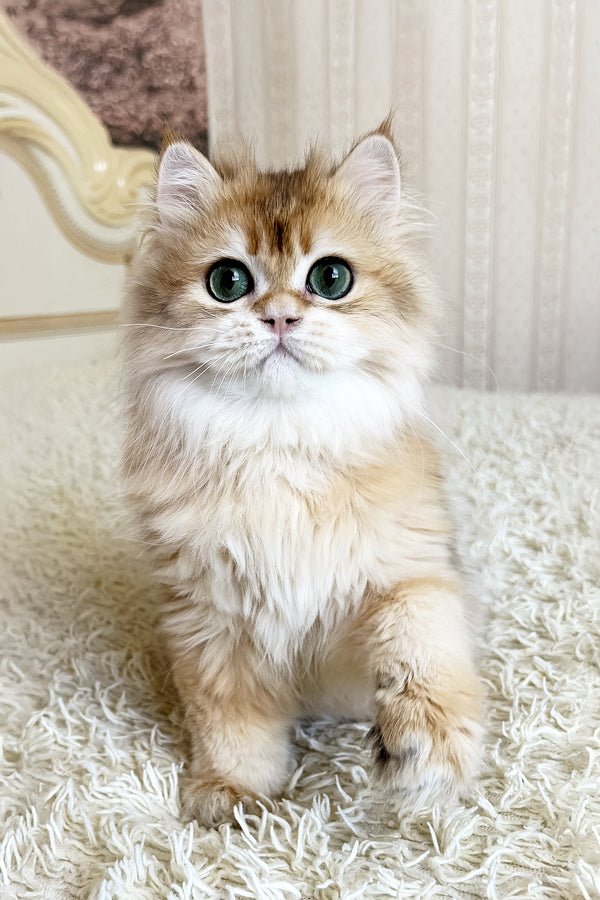 Zhak | British Longhair Kitten