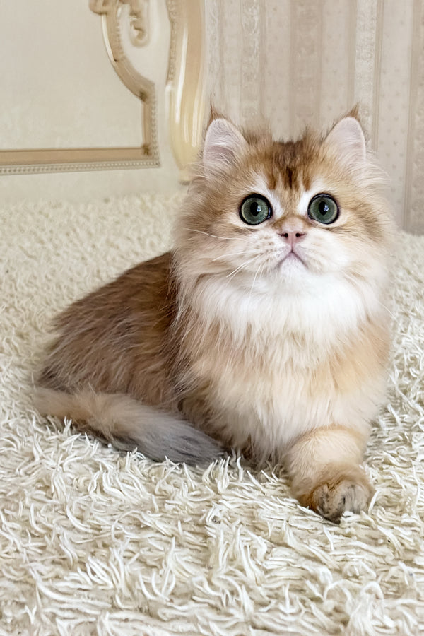 Zhak | British Longhair Kitten