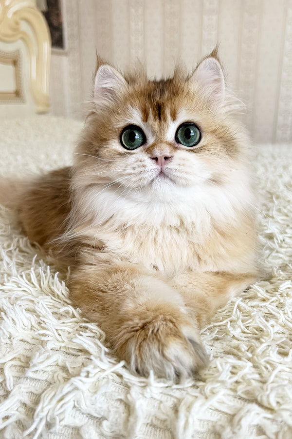 Zhak | British Longhair Kitten