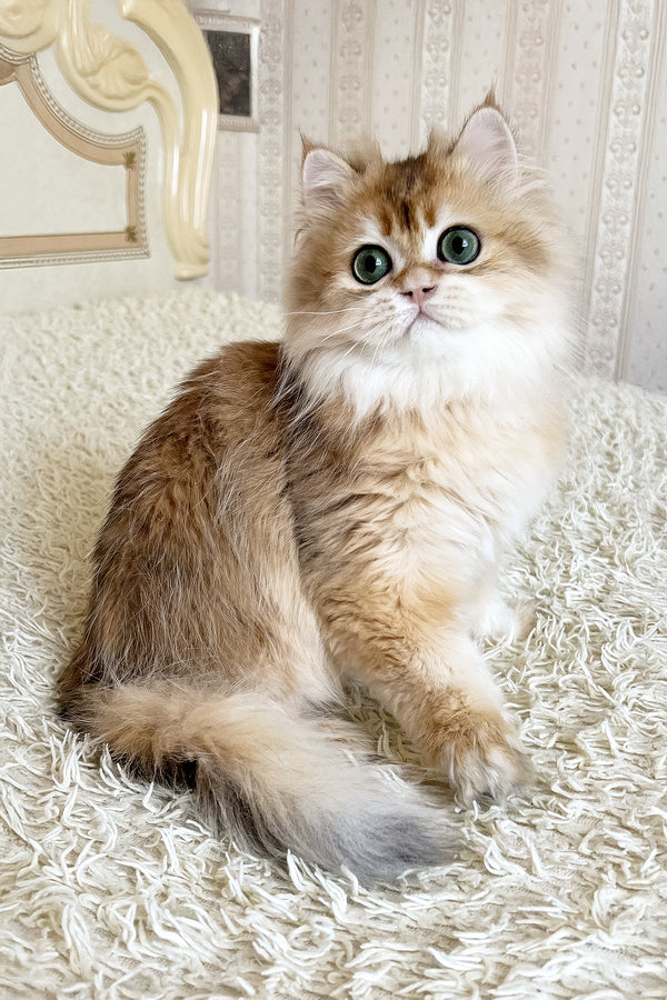 Zhak | British Longhair Kitten