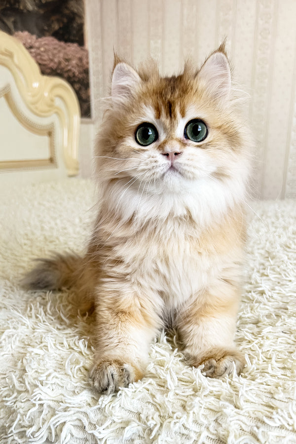 Zhak | British Longhair Kitten
