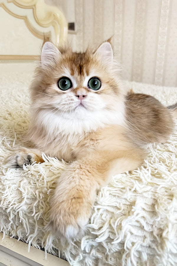 Zhak | British Longhair Kitten