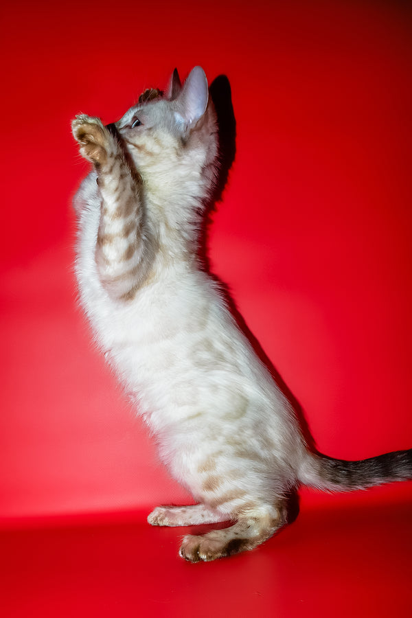 Zhaklin | Bengal Kitten