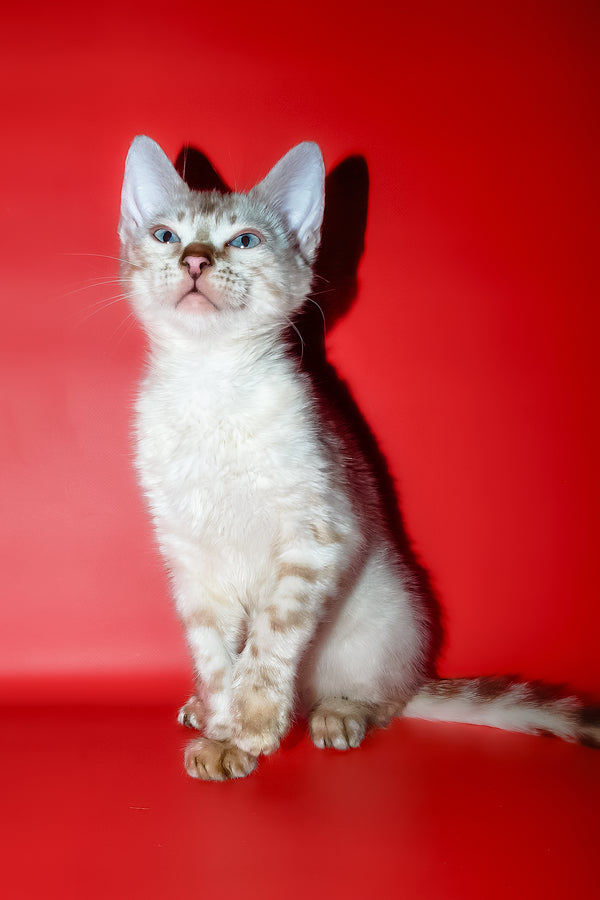 Zhaklin | Bengal Kitten