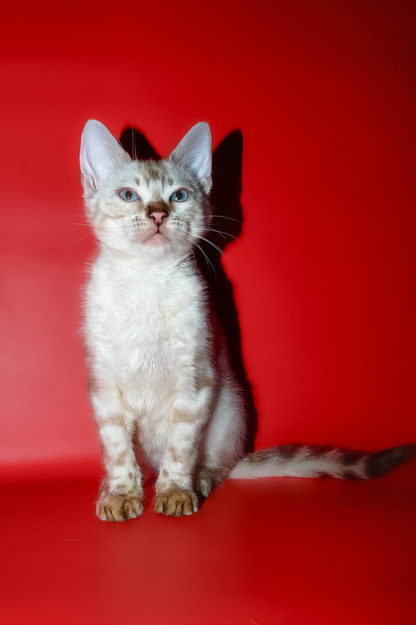 Zhaklin | Bengal Kitten