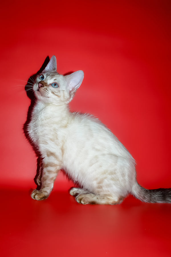 Zhaklin | Bengal Kitten