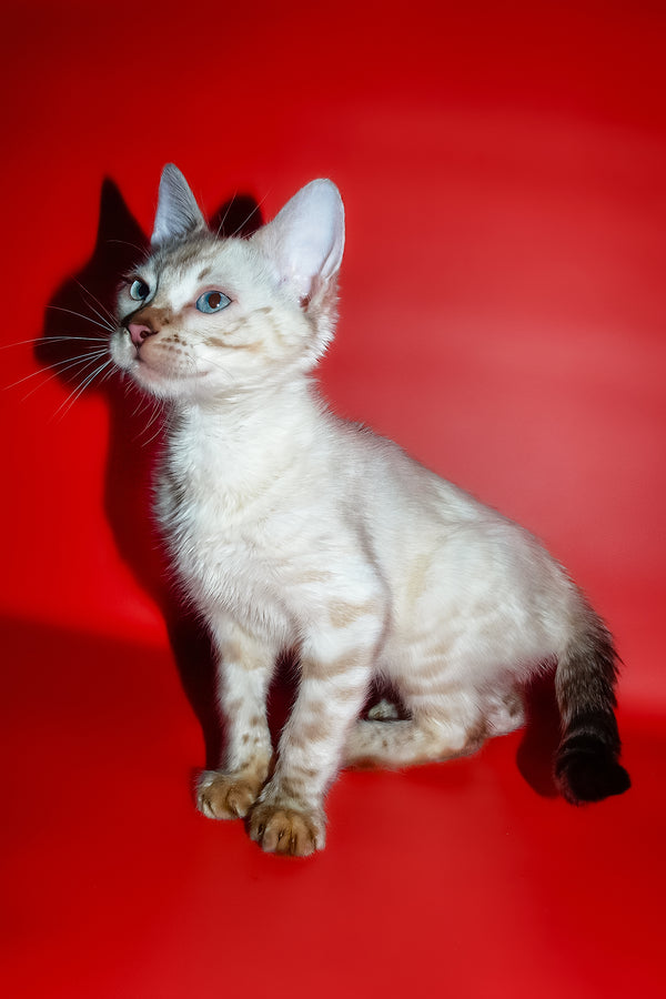 Zhaklin | Bengal Kitten