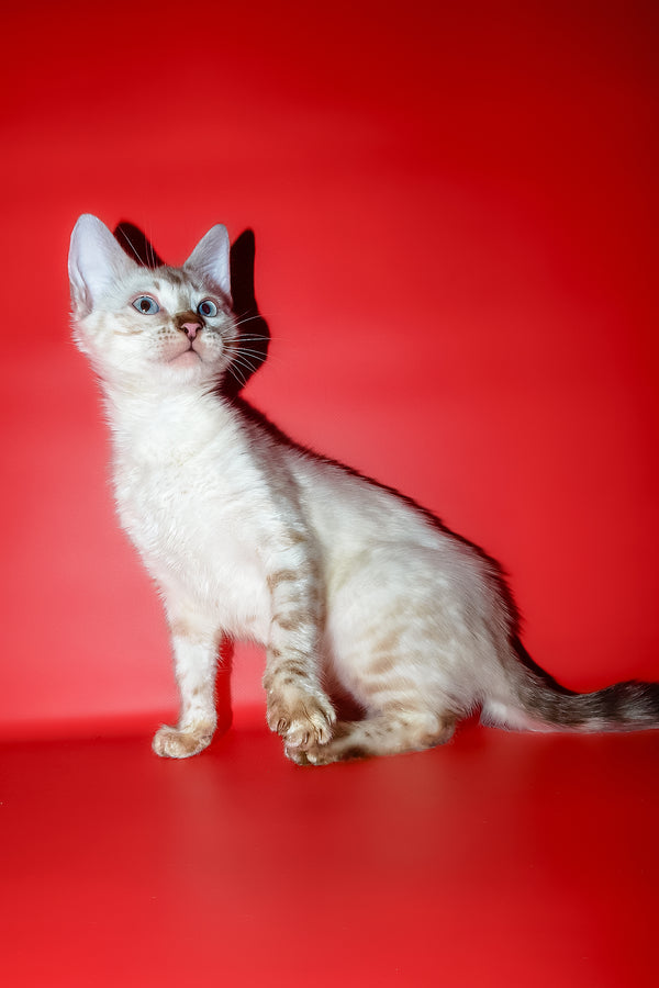 Zhaklin | Bengal Kitten