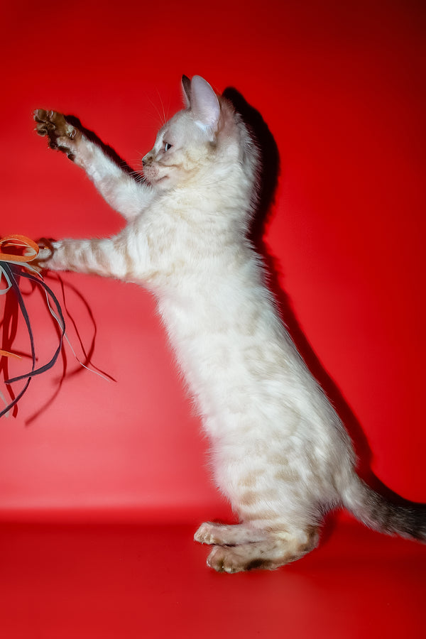 Zhaklin | Bengal Kitten