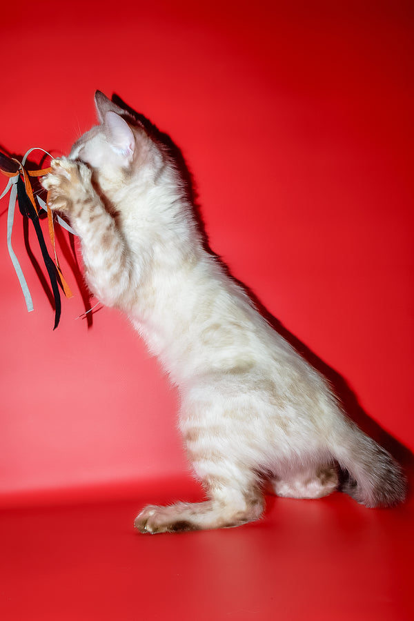 Zhaklin | Bengal Kitten