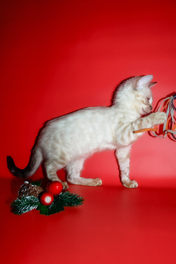 Zhaklin | Bengal Kitten