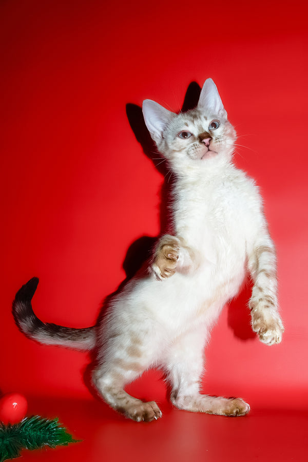 Zhaklin | Bengal Kitten