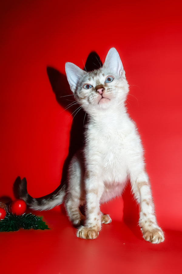 Zhaklin | Bengal Kitten