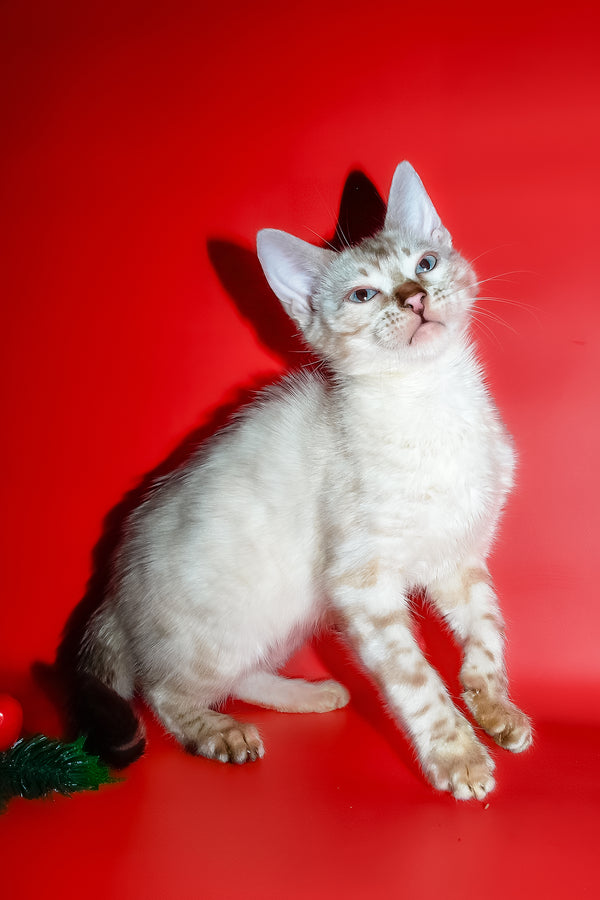 Zhaklin | Bengal Kitten