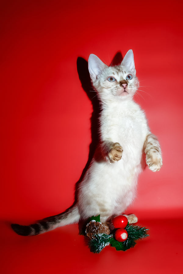 Zhaklin | Bengal Kitten