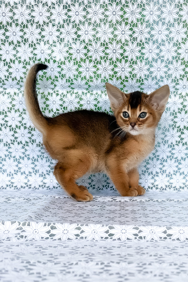 Zholi | Abyssinian Kitten