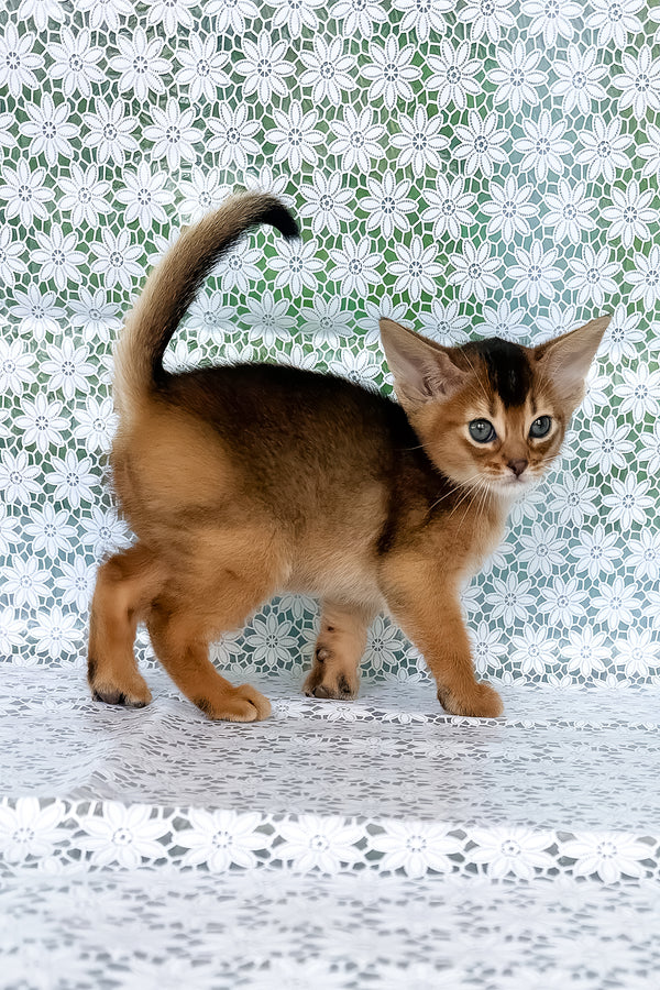 Zholi | Abyssinian Kitten