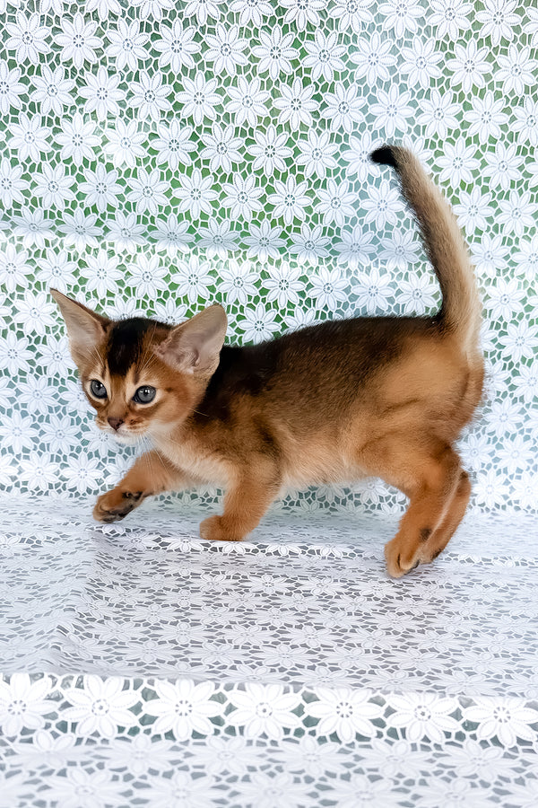 Zholi | Abyssinian Kitten